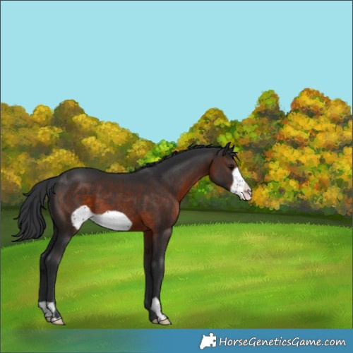 Horse Color:Brown Frame