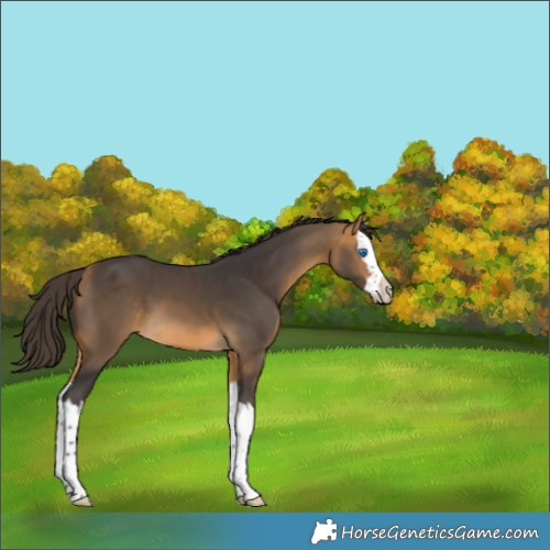 Horse Color:Buckskin Splash