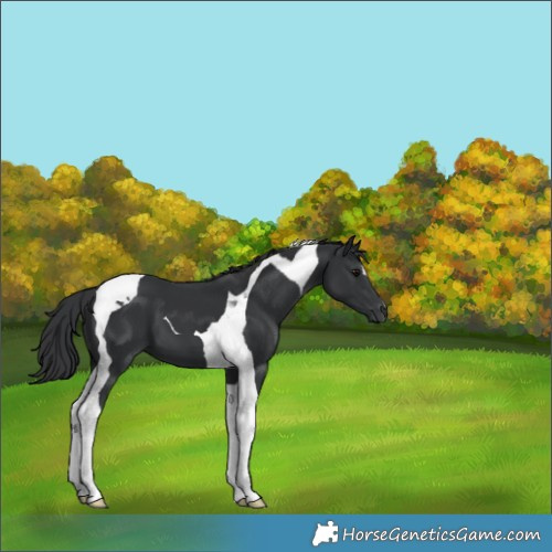 Horse Color:Black Tobiano