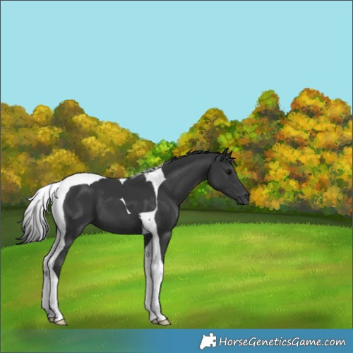 Horse Color:Black Tobiano