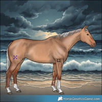 Horse Color:Chocolate Silver Bay Dun Tobiano 