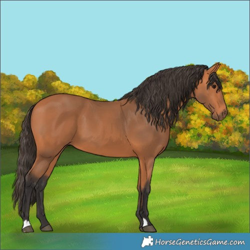Horse Color:Bay 