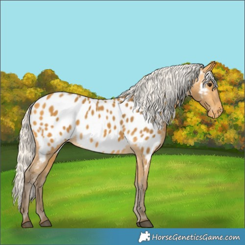 Horse Color:Silver Buckskin Appaloosa 