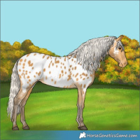 Horse Color:Silver Buckskin Near Leopard 