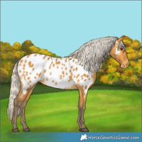 Horse Color:Silver Buckskin Appaloosa