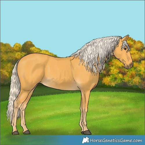 Horse Color:Palomino 