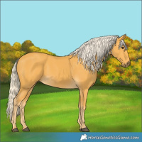 Horse Color:Palomino 