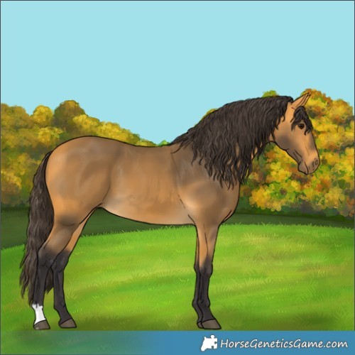Horse Color:Buckskin 