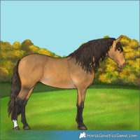 Horse Color:Buckskin