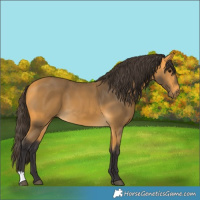 Horse Color:Buckskin 