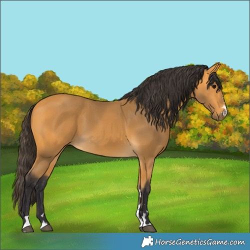 Horse Color:Buckskin 