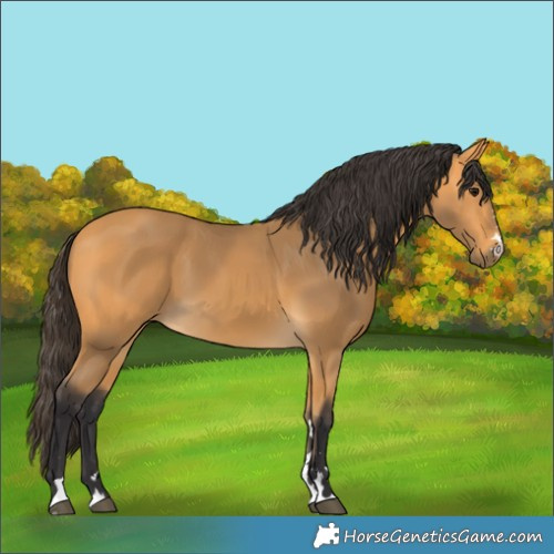 Horse Color:Buckskin