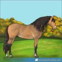 Horse Color:Buckskin