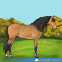 Horse Color:Buckskin 