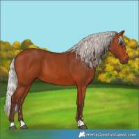 Horse Color:Silver Bay 