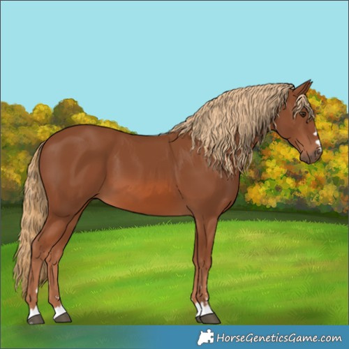 Horse Color:Chestnut 