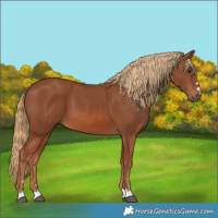 Horse Color:Chestnut 