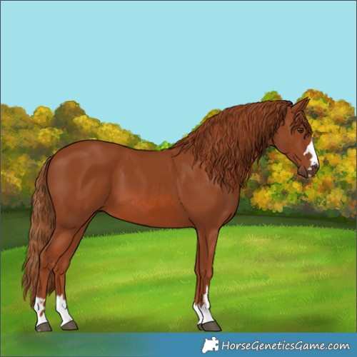 Horse Color:Chestnut 