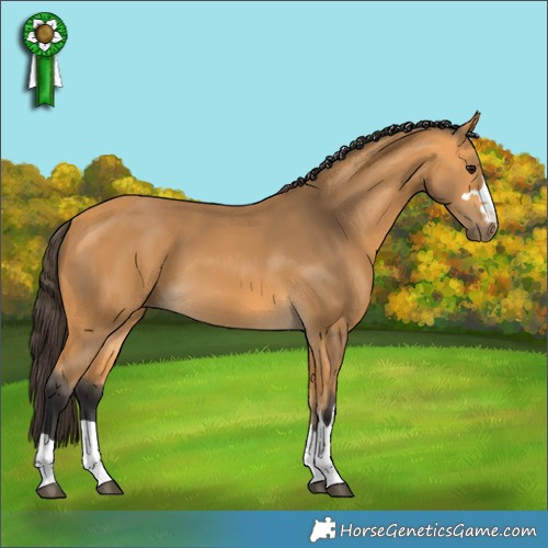 Horse Color:Buckskin 