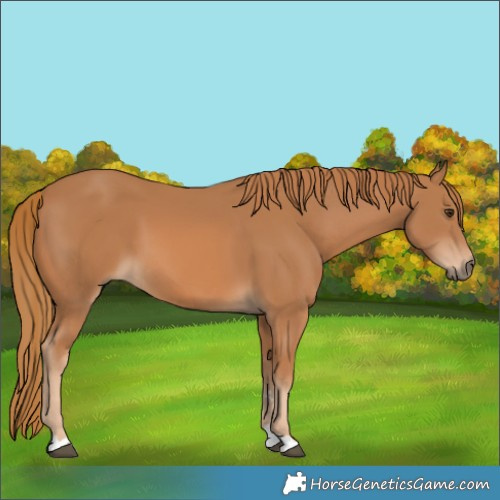 Horse Color:Chestnut 