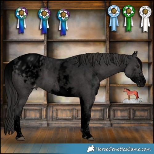 Horse Color:Void White Spotted Black Appaloosa 