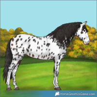 Horse Color:Brown Tobiano Near Leopard Rabicano 