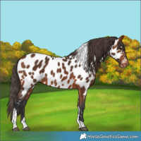 Horse Color:Bay Tobiano Near Leopard Rabicano