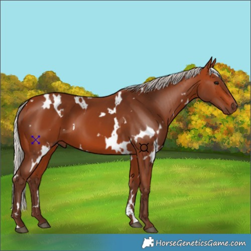 Horse Color:White Spotted Silver Bay 