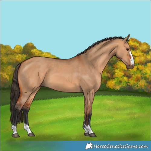 Horse Color:Bay Dun 
