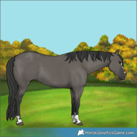 Horse Color:Grullo 