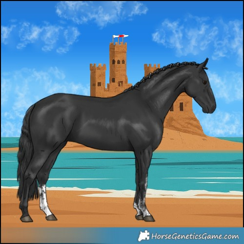Horse Color:Black Sabino 