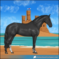 Horse Color:Black Sabino 