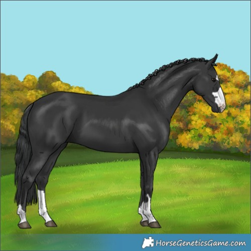 Horse Color:Black 