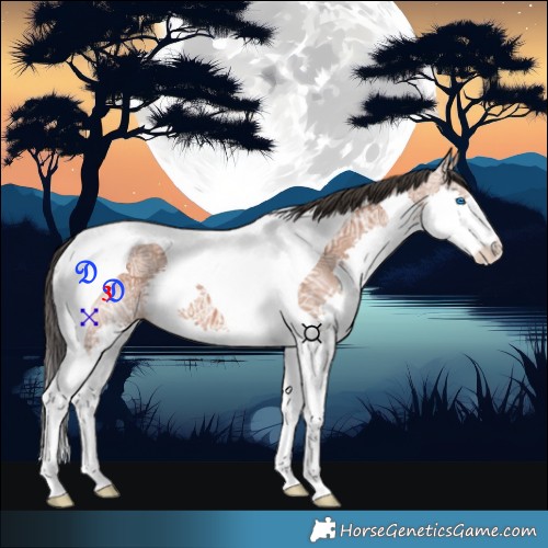 Horse Color:Bay Ice Splash Tobiano 