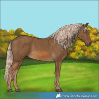 Horse Color:Chocolate Palomino 