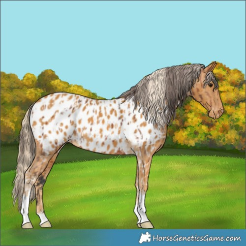 Horse Color:Bay Tobiano Appaloosa  and Palomino Tobiano Appaloosa 