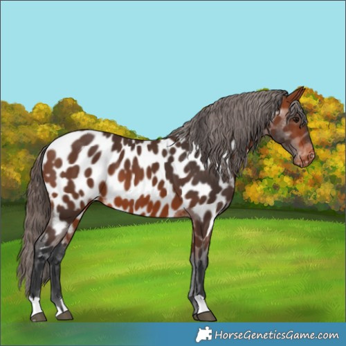 Horse Color:Bay Appaloosa