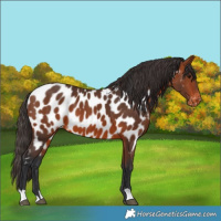 Horse Color:Bay Appaloosa 