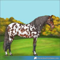 Horse Color:Bay Near Leopard 