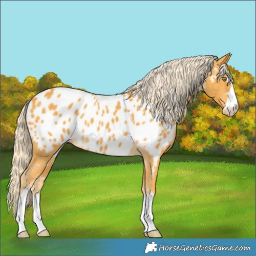 Horse Color:Palomino Appaloosa