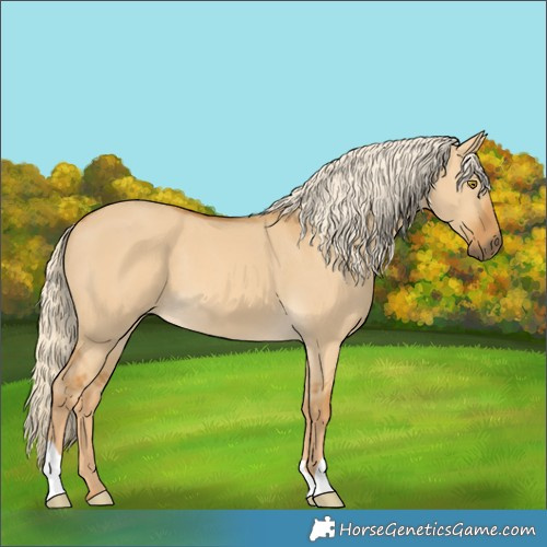 Horse Color:Palomino Dun