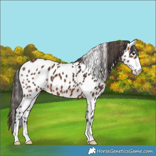 Horse Color:Bay Appaloosa 