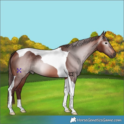 Horse Color:Gray Chocolate Bay Tobiano 