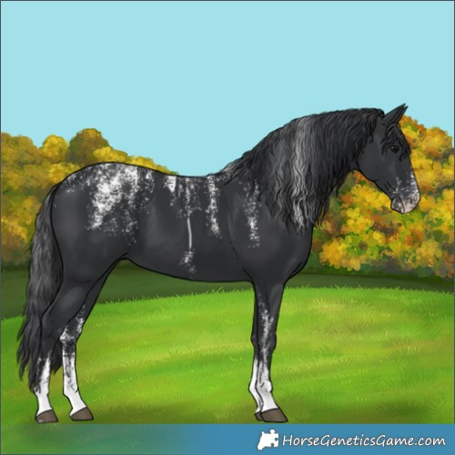 Horse Color:Powder White Black