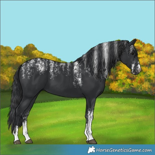 Horse Color:Powder White Black