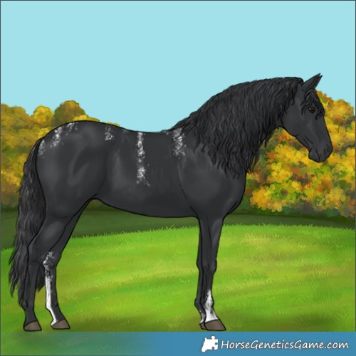 Horse Color:Powder White Black 