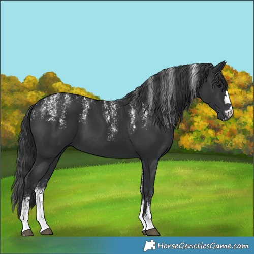 Horse Color:Powder White Black 