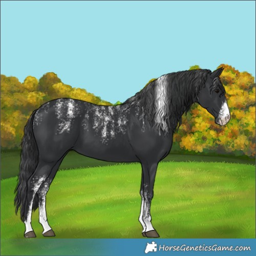 Horse Color:Powder White Black 