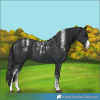 Horse Color:Powder White Black 