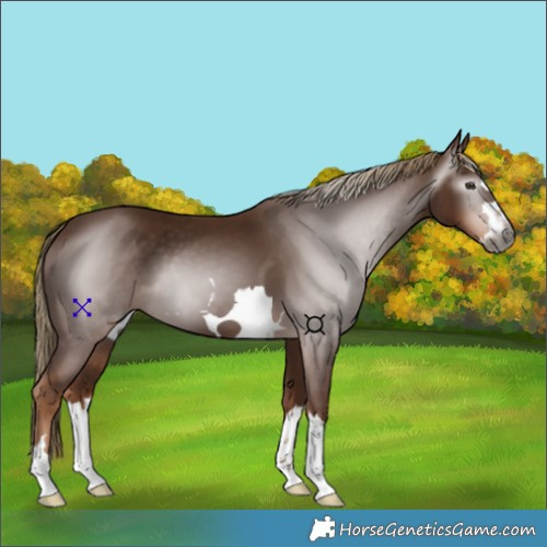 Horse Color:Gray Chestnut 